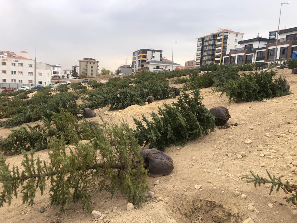 Ağaçlandırma Projelerimiz